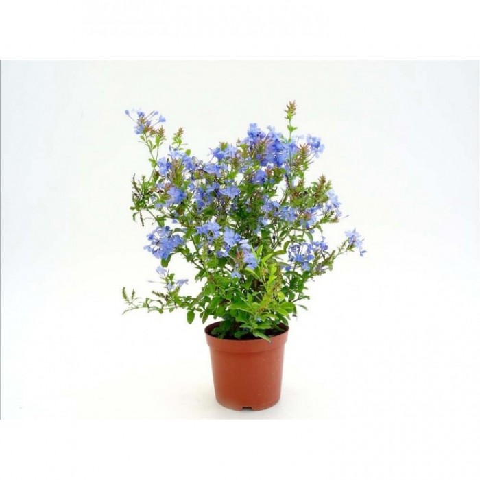 PLUMBAGO AURICULATA - ARBUSTIVO 3L