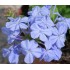 PLUMBAGO AURICULATA - ARBUSTIVO 3L
