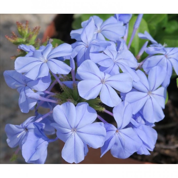 PLUMBAGO AURICULATA - ARBUSTIVO 3L