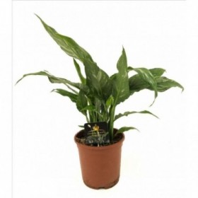 SPATHIPHYLLUM DIAMOND M14 Variegado