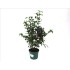CAMELLIA JAPONICA 3L