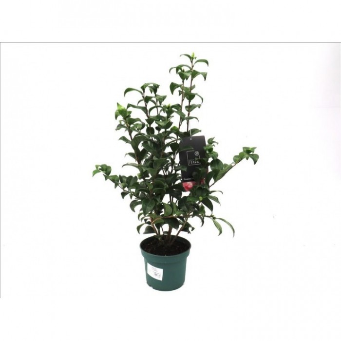 CAMELLIA JAPONICA 3L