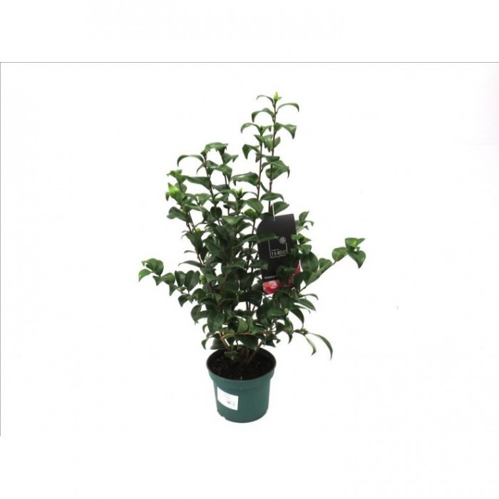 CAMELLIA JAPONICA 3L