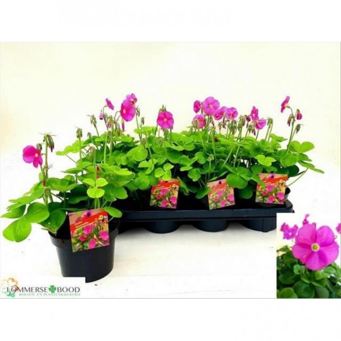 OXALIS BOWIEI M13 Amarantha