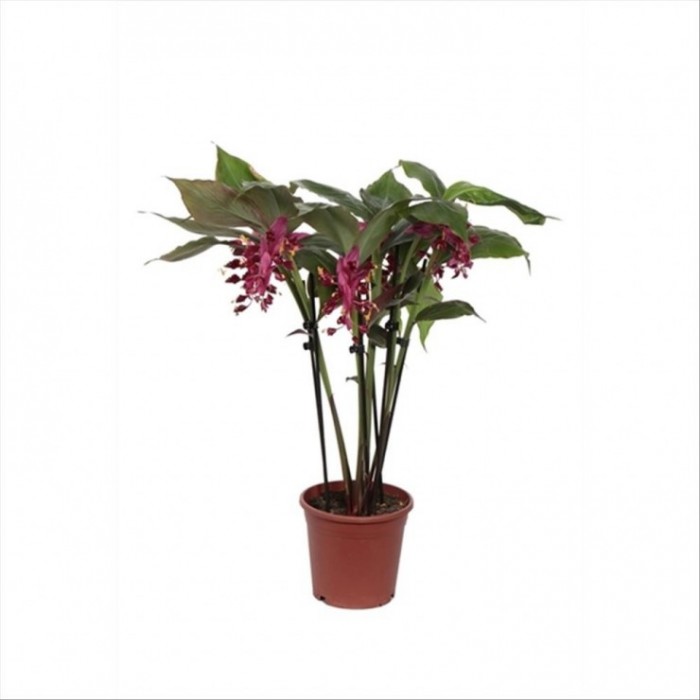 GLOBBA WINITII 2-3t vermell