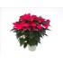 POINSETTIA   M19 RED Deco Oliva