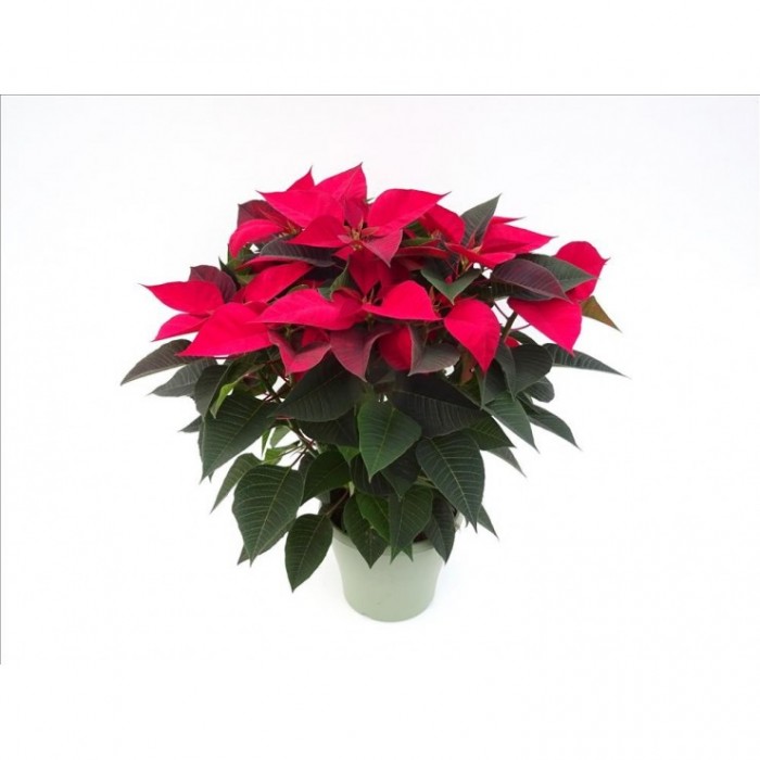 POINSETTIA   M19 RED Deco Oliva