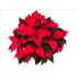 POINSETTIA   M19 RED Deco Oliva