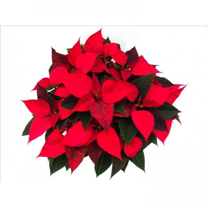 POINSETTIA   M19 RED Deco Oliva