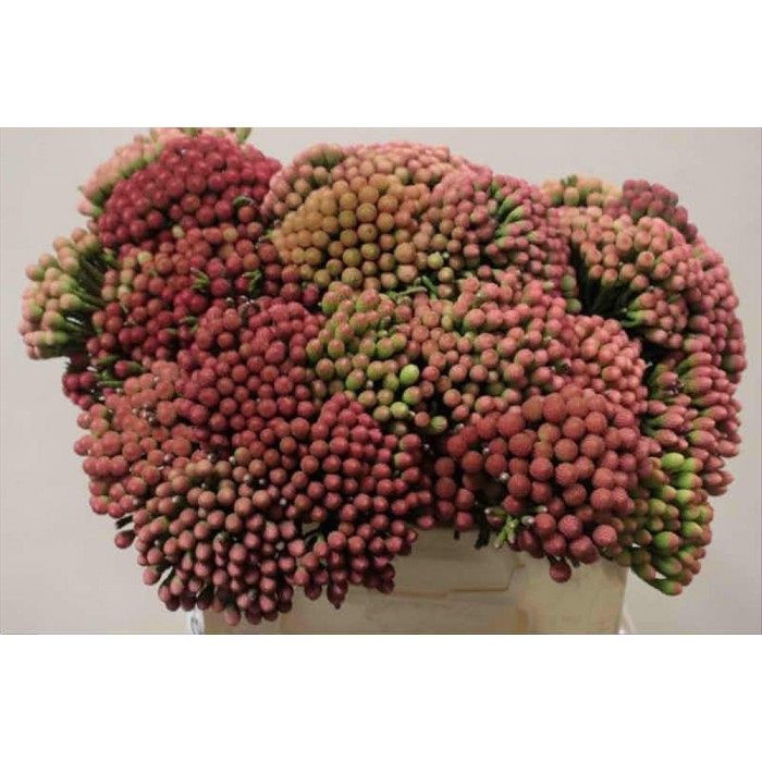 FLOR, BRUNIA LEAVIS  50cm, paq.x 10 tiges.