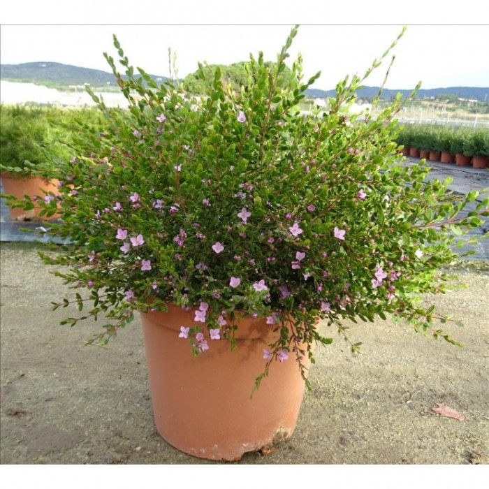 BORONIA CRENULATA 10L