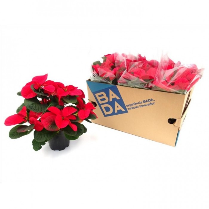 POINSETTIA   M14 CHRISTMAS MOUSE