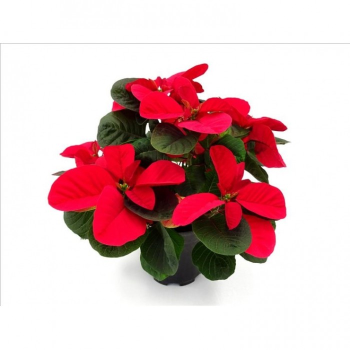 POINSETTIA   M14 CHRISTMAS MOUSE