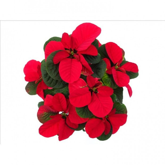 POINSETTIA   M14 CHRISTMAS MOUSE
