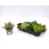 SEDUM MIX M13