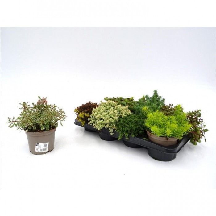 SEDUM MIX M13