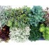 SEDUM MIX M13