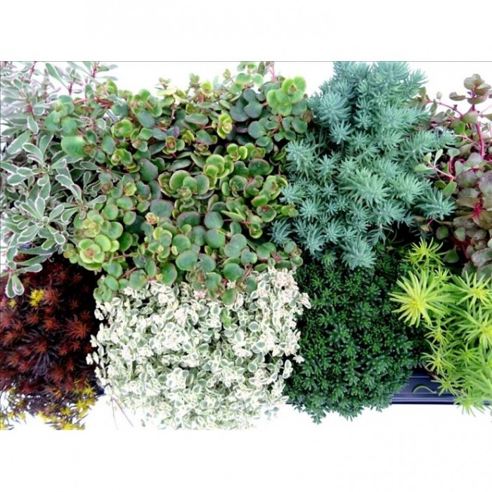 SEDUM MIX M13