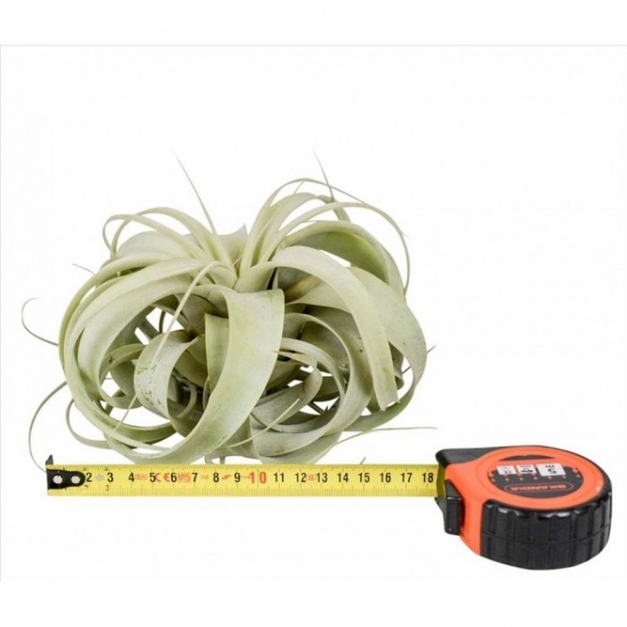 TILLANDSIA XEROGRAFICA  18cm