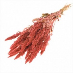 F.SECA, Amaranthus rosa CRAFT