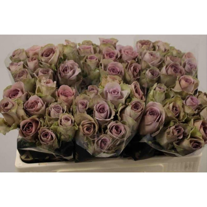 FLOR, ROSA HO. AMNESIA 50cm, paquet x10 tiges.