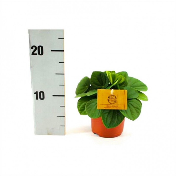 PEPEROMIA ALBOVITTATA M10 Rana Verde