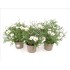 ARGYRANTHEMUM ELSA M19