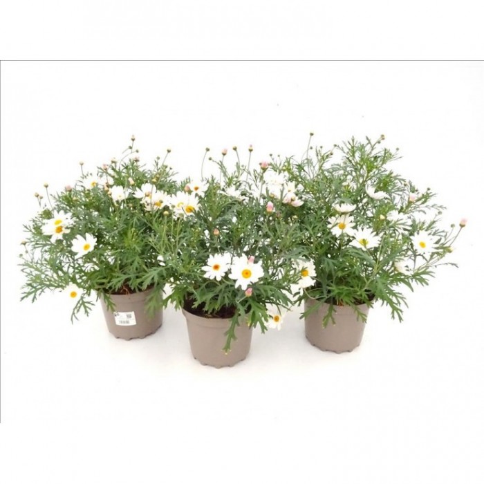 ARGYRANTHEMUM ELSA M19
