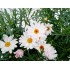 ARGYRANTHEMUM ELSA M19