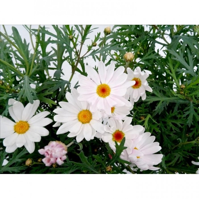 ARGYRANTHEMUM ELSA M19