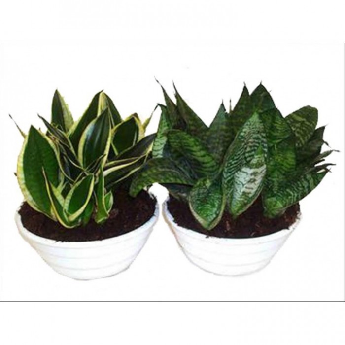 SANSEVIERIA  TARRINA 23 decorativa