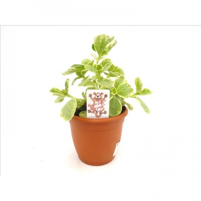 COLEUS CANINA M16 DOG