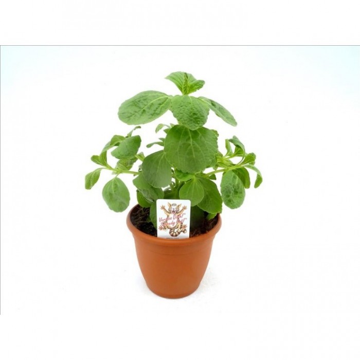COLEUS CANINA M16 CAT