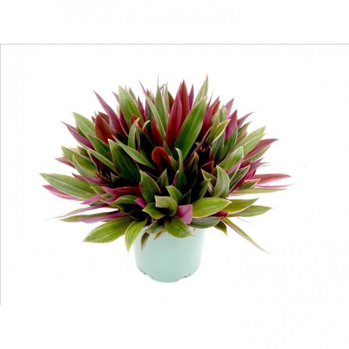 TRADESCANTIA SPATHACEA 5L - BICOLOR