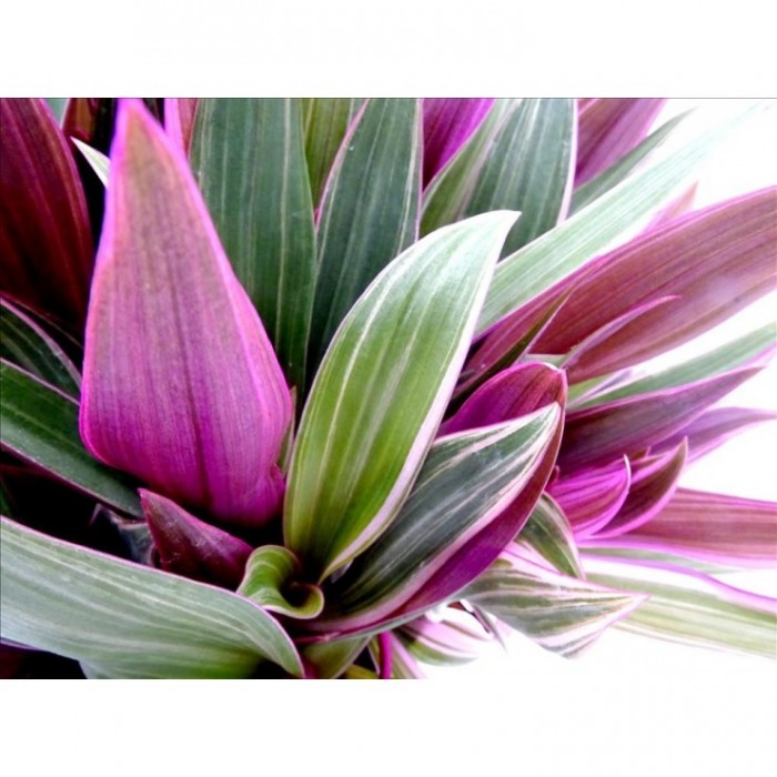 TRADESCANTIA SPATHACEA 5L - BICOLOR