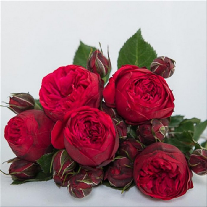 FLOR, ROSA SPRAY HO. PIANO RED 50cm, x10