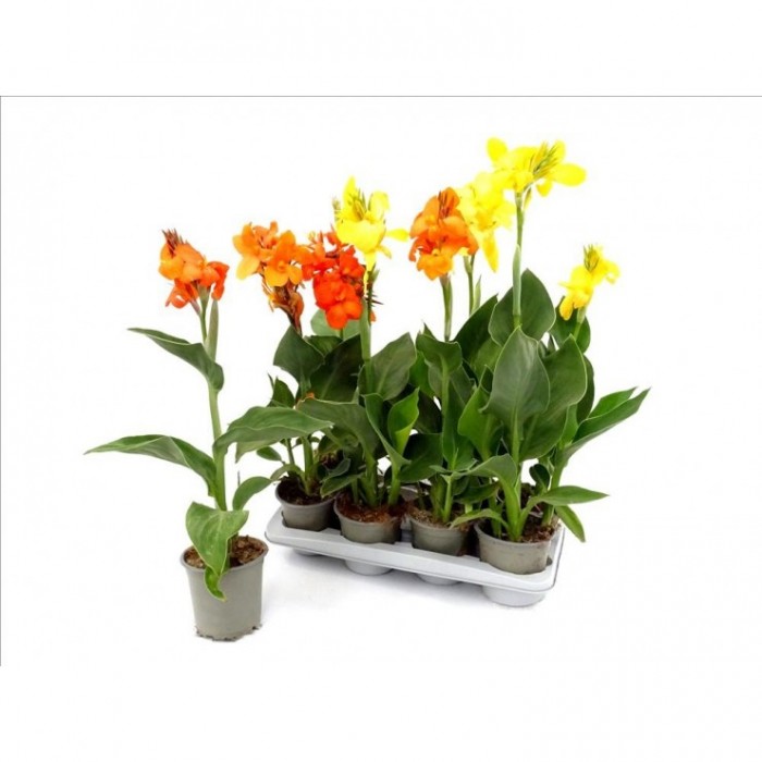 CANNA GENERALIS M14