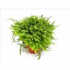NEPHROLEPIS CORDIFOLIA M26