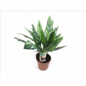 AGLAONEMA M17  Silverado