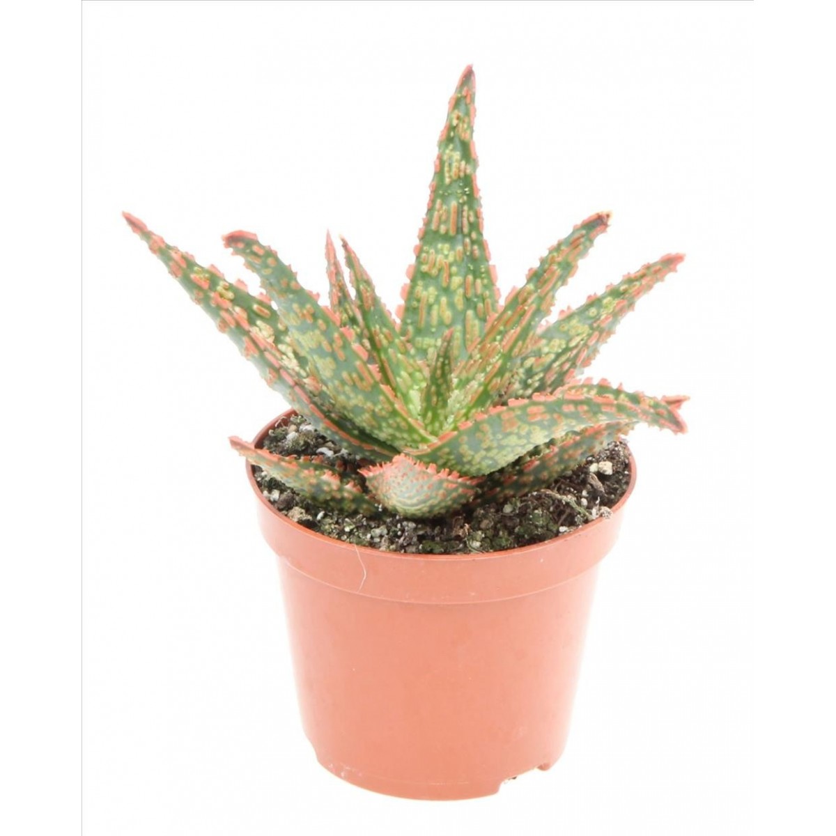 kaktus aloe vera Aloe vera - Aloe vera main image 1