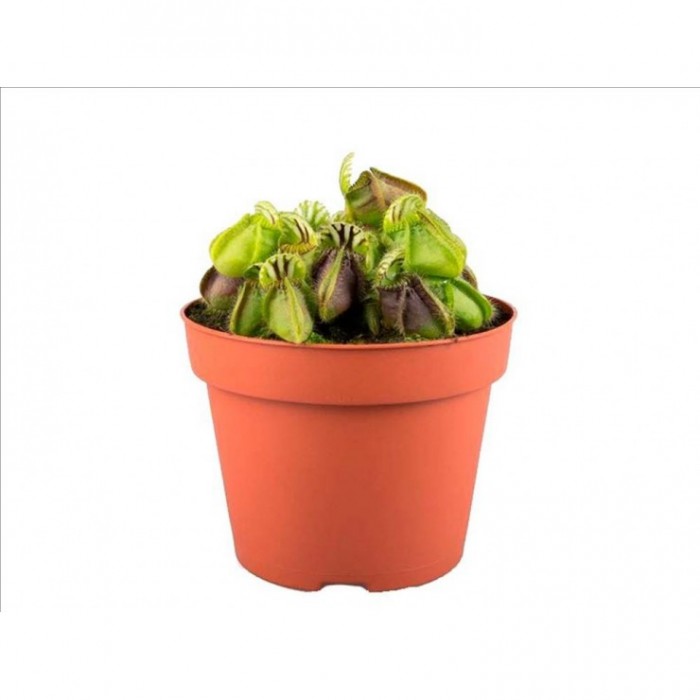 CEPHALOTUS FOLLICULARIS M12 carnivora