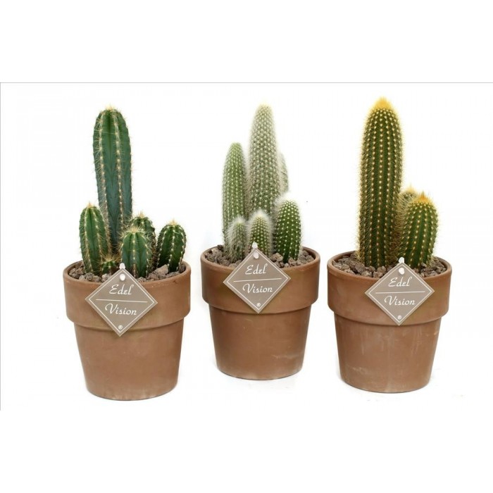 CACTUS TERRACOTA Lava M13 MIX