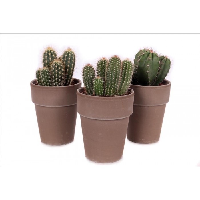 CACTUS TERRACOTA Lava M13 MIX