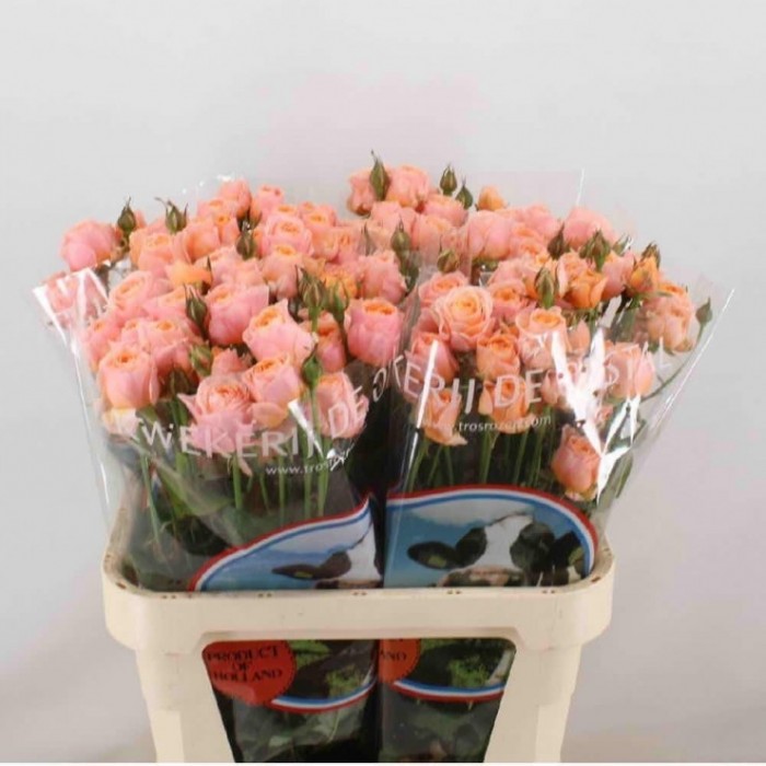 FLOR, ROSA SPRAY HO. KEIJSERS CORAL 60cm, paq.x10