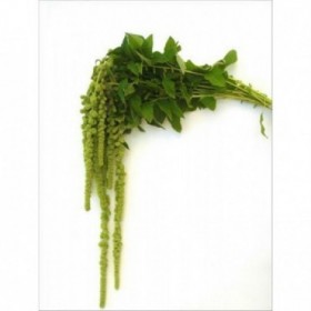 FLOR, AMARANTHUS VERD X 10 tiges