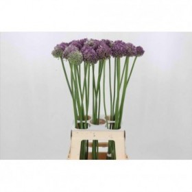 FLOR, ALLIUM GROOTBLOEMIG  80cm. x 4 tiges