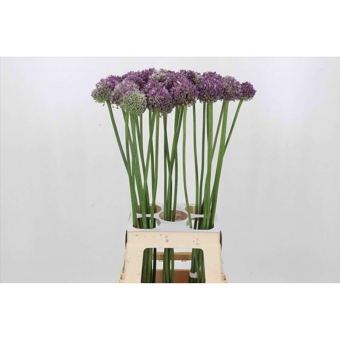 FLOR, ALLIUM GROOTBLOEMIG  80cm. x 4 tiges