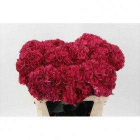 FLOR, HYDR. RUBY RED 80cm, paquet x5 tig