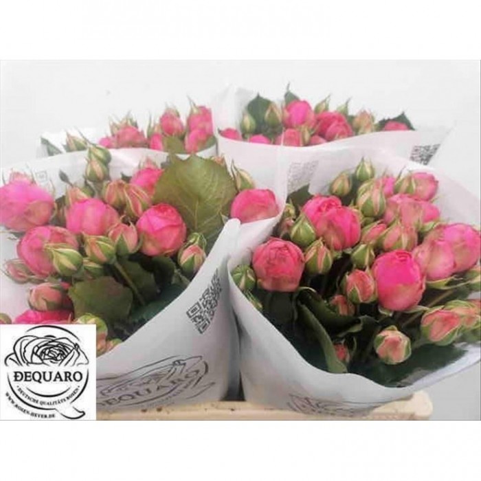 FLOR, ROSA SPRAY HO. PINK PIANO 60cm, paquet x10