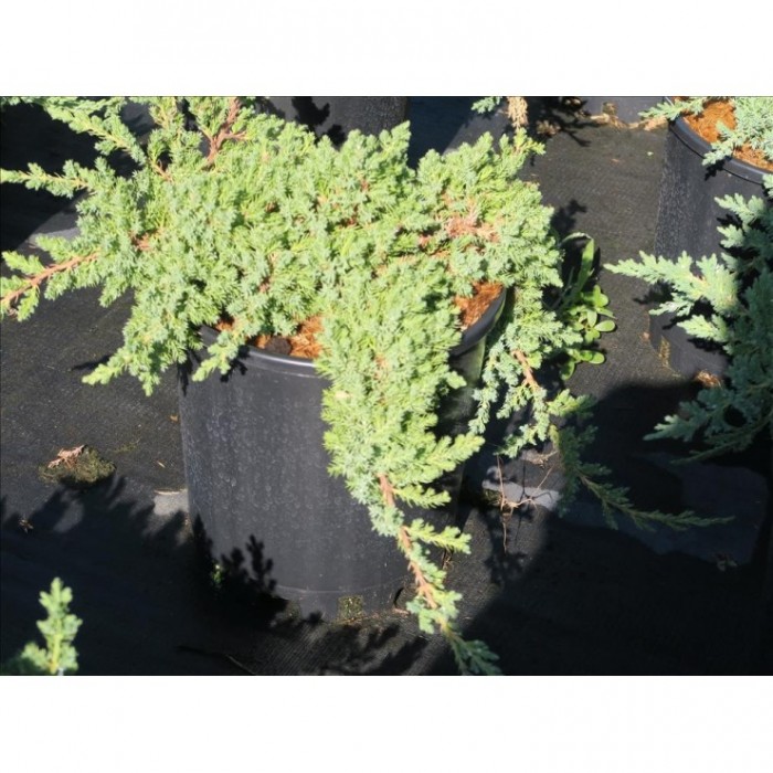 JUNIPERUS PROCUMBENS NANA 10L